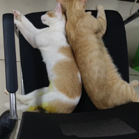 ��������ֻ����è�������һ����