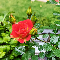 �ú����ȡ���Լ�����������С��