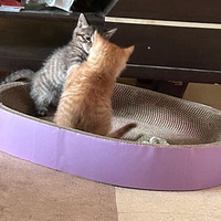 �����������