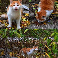 �����ٱ��� �ùԺù԰� �����ձడ