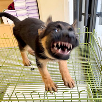 ���Ӷ�������ɱ�����ˣ�Ц������