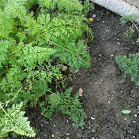 �ֺ��ܲ��ֳ���һ����ͨ��