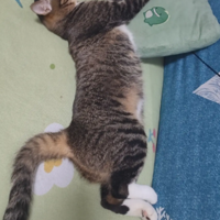 ������ͷ˯����Сè̫�ɰ���