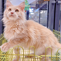 ��ɫ����è����è̫��Ƥ��