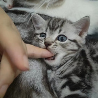 ʮһ�����Ĵ�������DD����