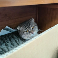 ��˾����è