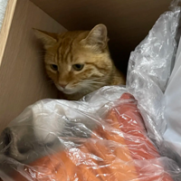 ���������᳤è