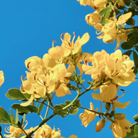 ŭ�ŵĻƻ�����������ɪ����������һĨ��ɫ