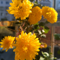 �������̨�ջ�����