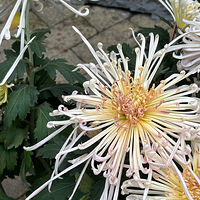 ��˵�˵���һ����;ͻᰮ���Ļ����ݲݣ�