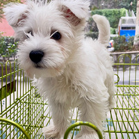 ���ߵصܵܡ����⹷Ϊʲô��������