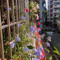 ����С��̨�������ľ�ͷ