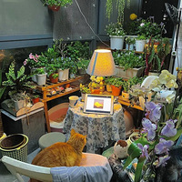 ��̨����è ���������е����¾���