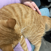 ����Χ¯��裬����һֻ��ϲ���ҵ�è��