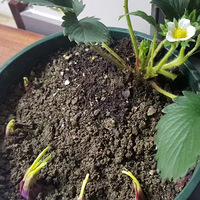 23�굹��ʱ��Ϊ�����С��С�ݴ���ܽ�...