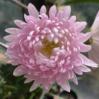 ��ǰ���þջ���ͨ��ԭ����û��get�����������ɵ��ſ�Ũ��