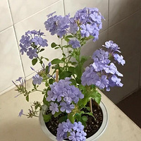 ����һ�����µ���ѩ��������