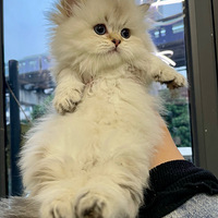 ���ÿɰ�ѽ���²�����ɶƷ��