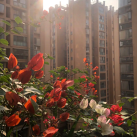 С��̨��ڲ����ҵ�����÷��