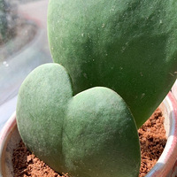 ���ķ��۴��̵���