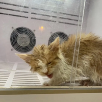 ����ֻè���Ҽ�ǰ��ĶԱ�