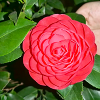 �軨��ĺ�Ư�����̲�ס������