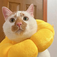 ��ɹ̫����è�����׳���