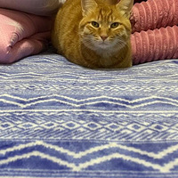 ����ʧȥjiojio��èè��