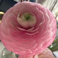 ��ĵ����ı���Ӻ�ݻ��󰡣�������