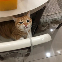 ���������ĺ�ϲ�������ӣ�����Ϊʲô��