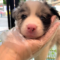 ��ֻ��ʯ����Ʒ�����