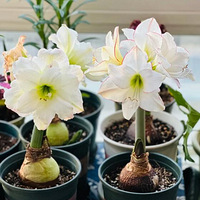 ��������������춥��