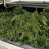 ��Ȼ������ڣ����ǻ�������Լ�����ʽ�У�