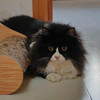 ����������������ţè