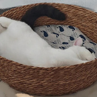 һֻ���˵�ò����è