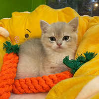 ���𽥲����ã�����ץ��Ӵ