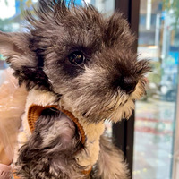 է��һ��������Ϊ��ֻë�����