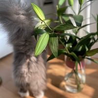 ����ô����ô���ҵ�è��������������