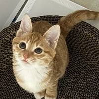 ������һ����ƤС���� ����ҧһ��