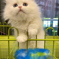 ���ù�ѽ������������