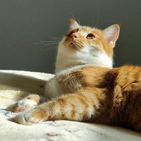 �Ҿ���Сè��������Ӱʦ