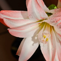 �춥�쿪�� ��ô���Ĳ�����