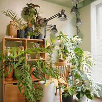 �ͽ��������ֲ���Ӱ