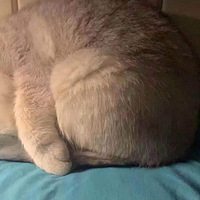 ���಻��û����è�޹�