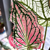 ������õ������ʺ�����