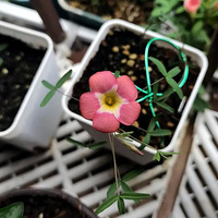 ɹɹ������Ļ�