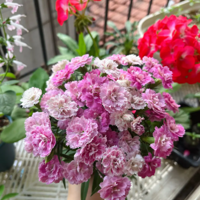 �Ұ��ҵ�С��̨���ļ��л�