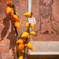 ���������Щ���񻨵Ļ�