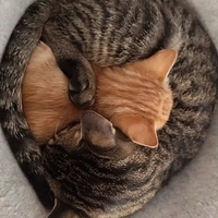 һЩèîṹ