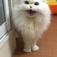 ҼС۶
